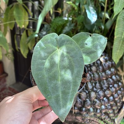 Anthurium crystallinum x luxurians (pequeno)