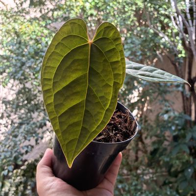 Anthurium crystallinum x luxurians (pequeno)