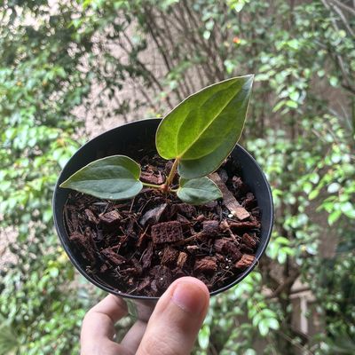 Anthurium (crystallinum x queen) x dark ruby