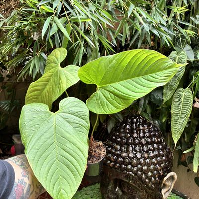 Anthurium cupulispathum green