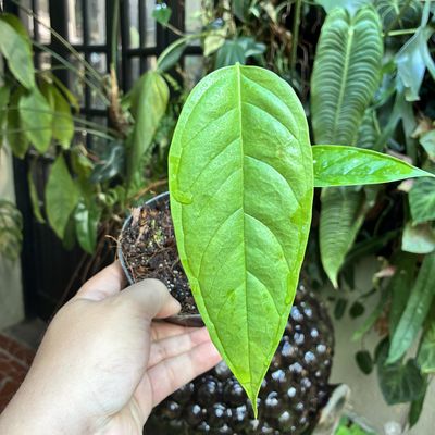 Anthurium cuspidatum