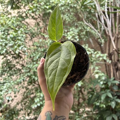 Anthurium cuspidatum