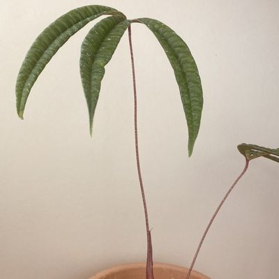 Anthurium cutucuense