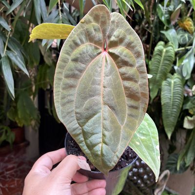 Anthurium darkest Panama x dressleri