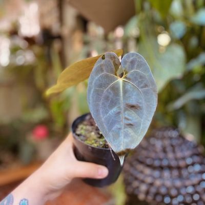 Anthurium (darkest panama x antolakii) x AOS