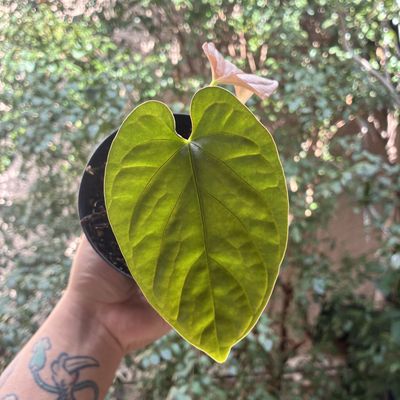 Anthurium debilis