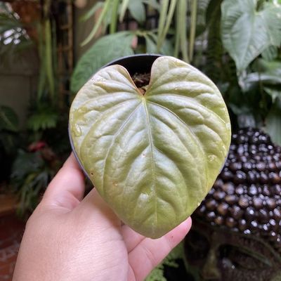 Anthurium debilis