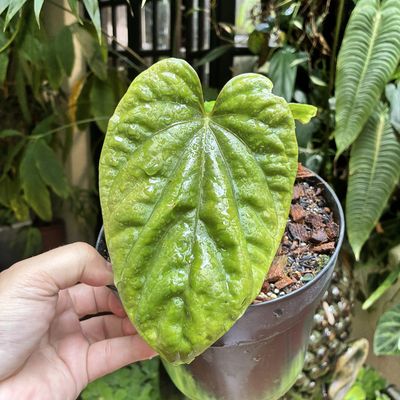 Anthurium debilis (médio)