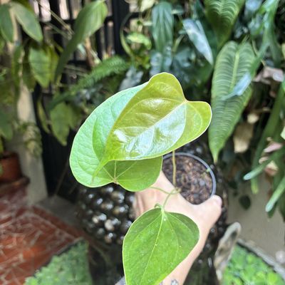 Anthurium decipiens (pequeno)