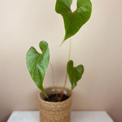 Anthurium decipiens
