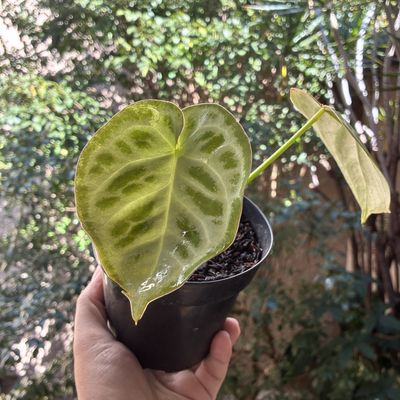 Anthurium dorayaki