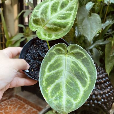 Anthurium dorayaki