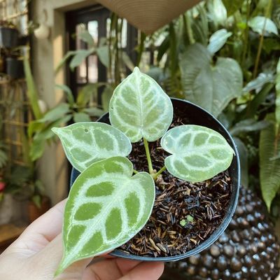Anthurium dorayaki (pequeno)
