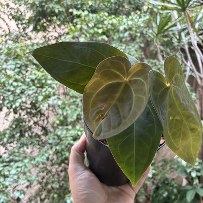 Anthurium (dorayaki x RC (skg) ) x Red Dark Phoenix