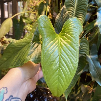 Anthurium draconopterum