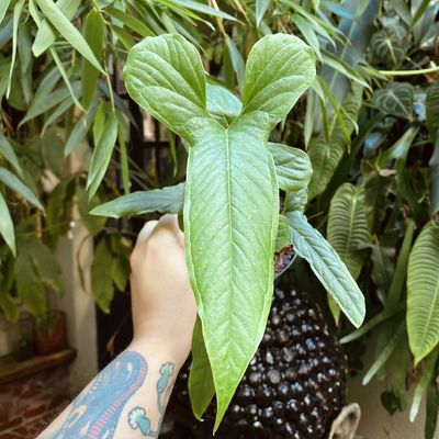 Anthurium draconopterum