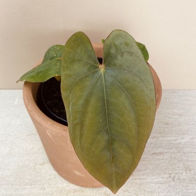 Anthurium dressleri