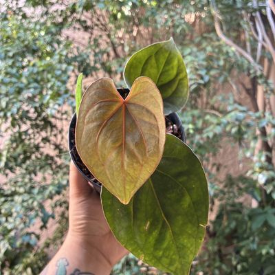 Anthurium dressleri “RG” x King of Spades HU
