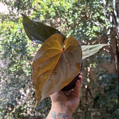 Anthurium dressleri “RG” x King of Spades HU