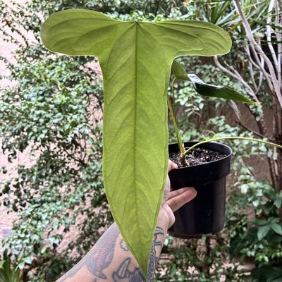 Anthurium falcatum