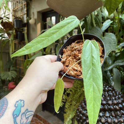 Anthurium falcatum (pequeno)