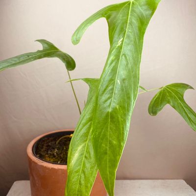 Anthurium falcatum