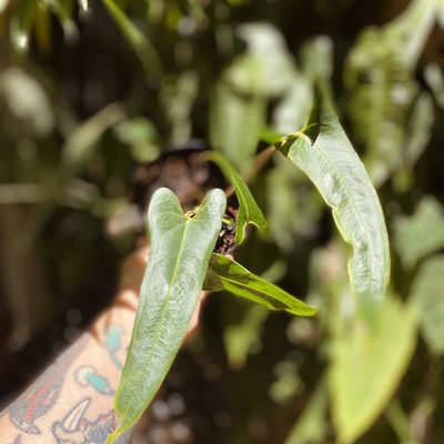 Anthurium flavolineatum