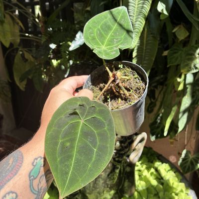 Anthurium forgetii dark