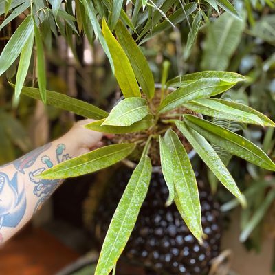 Anthurium gaudichaudianum