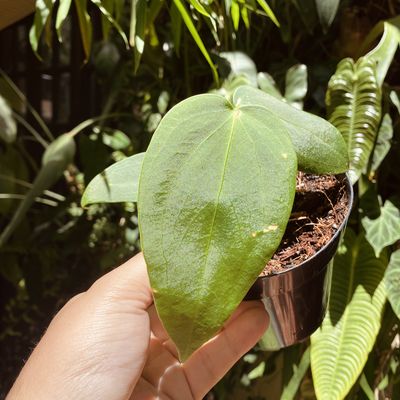 Anthurium gustavii