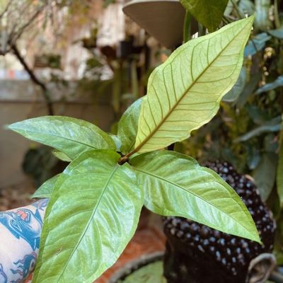 Anthurium hookeri 'aurea'