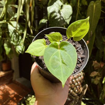 Anthurium king of spades