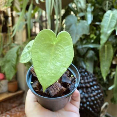 Anthurium kolmanii (pequeno)