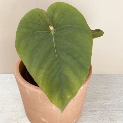 Anthurium kunayalense