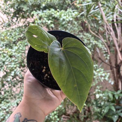 Anthurium kunayalense
