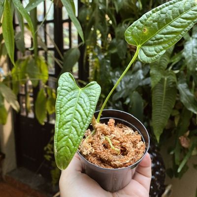 Anthurium lapoanum