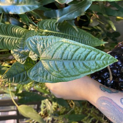 Anthurium lapoanum