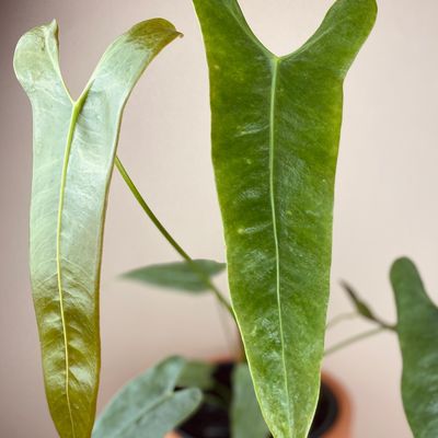 Anthurium longissimilobum