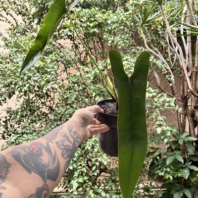 Anthurium longissimilobum