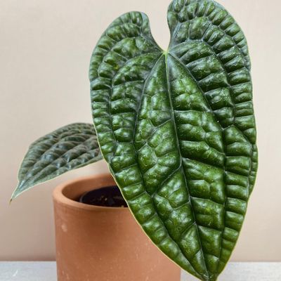 Anthurium luxurians (médio)