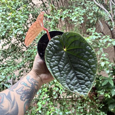 Anthurium luxurians (médio)