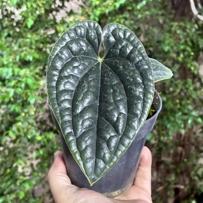 Anthurium luxurians (médio)