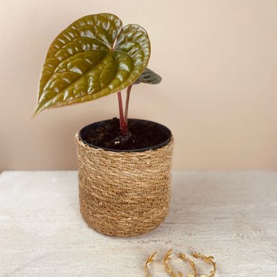 Anthurium luxurians (pequeno)