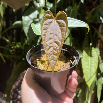 Anthurium luxurians x magnificum