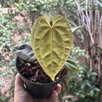 Anthurium luxurians x papilillaminum RA5