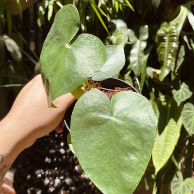 Anthurium macdanielli