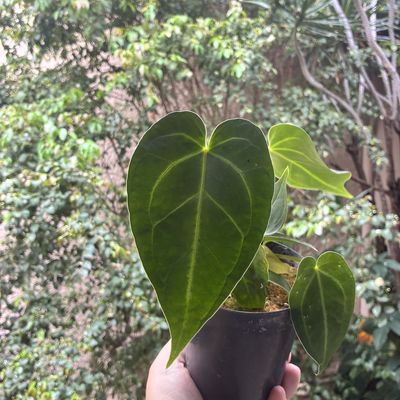 Anthurium magnificum