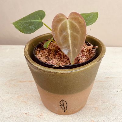 Anthurium magnificum