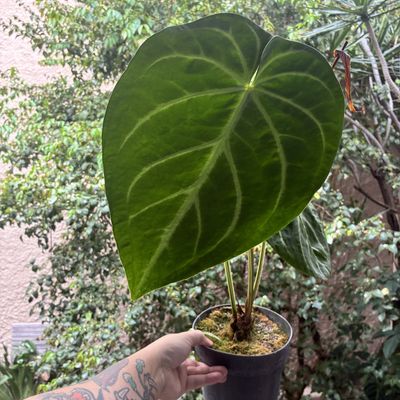 Anthurium magnificum (grande)