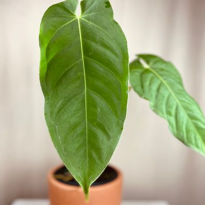 Anthurium metallicum (médio)